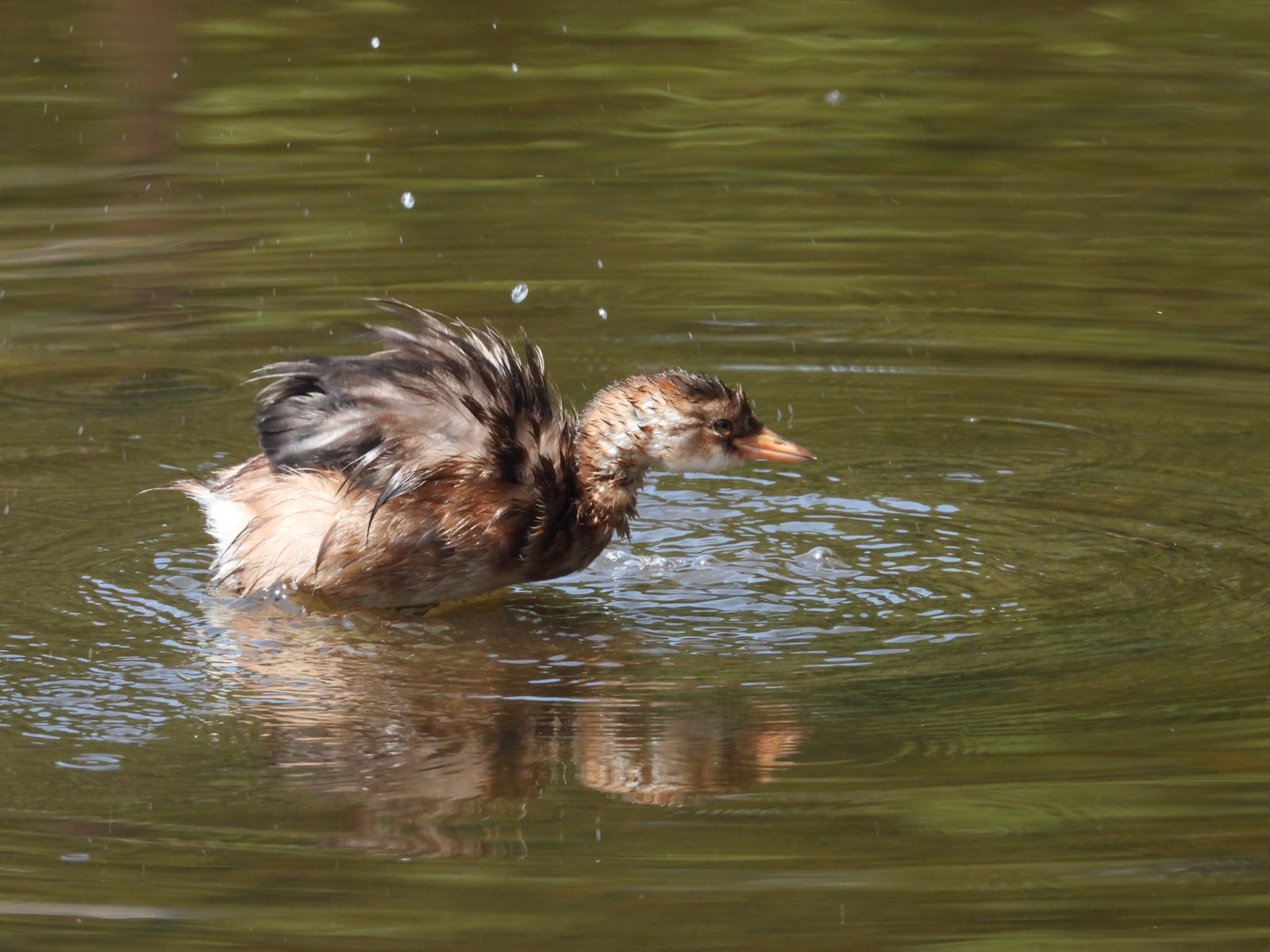 カイツブリ若