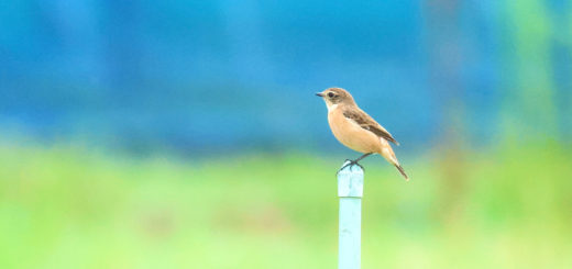 ノビタキ左向き横