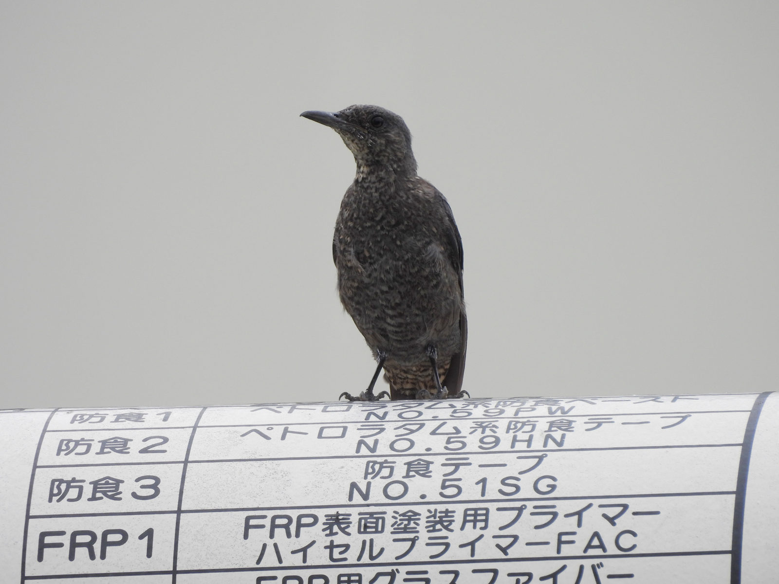 イソヒヨドリ幼鳥