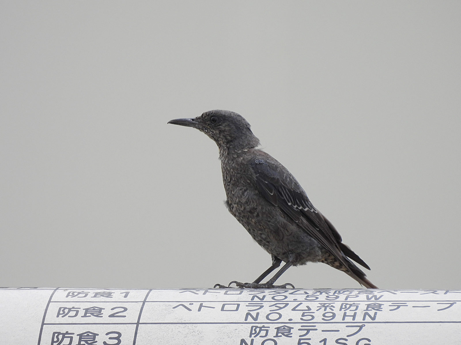 イソヒヨドリ幼鳥左むき