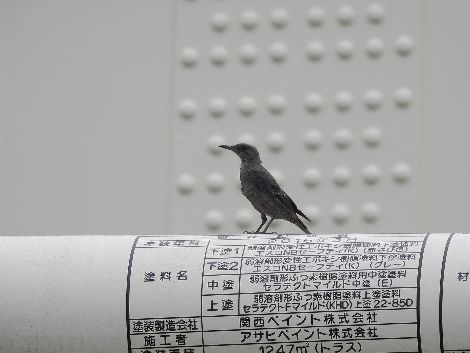 イソヒヨドリ幼鳥ロング