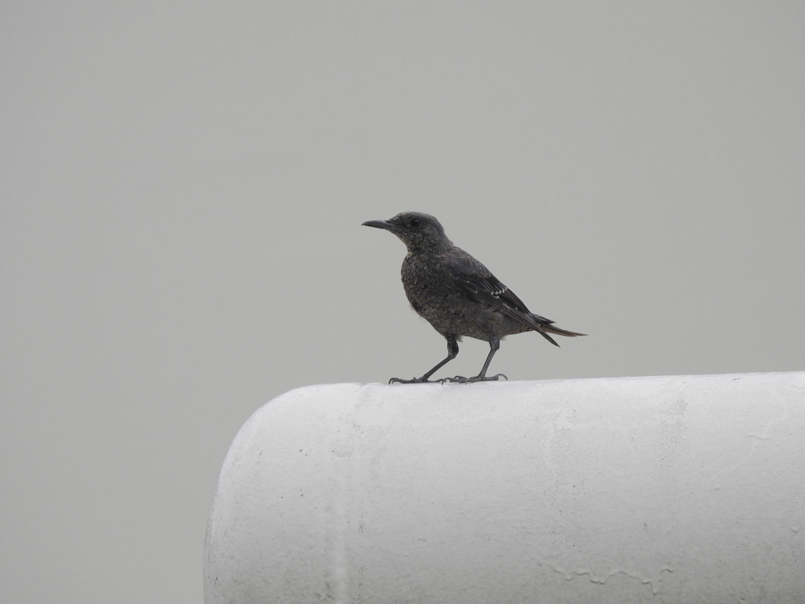 イソヒヨドリ幼鳥