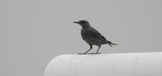 イソヒヨドリ幼鳥