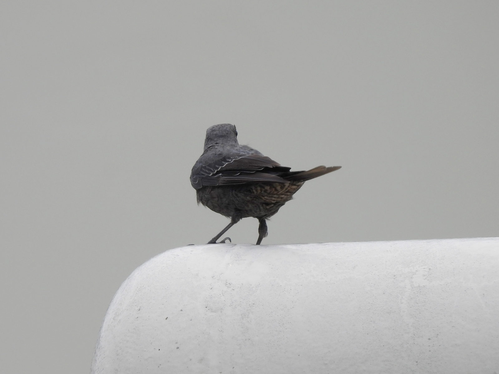 イソヒヨドリ幼鳥後ろ