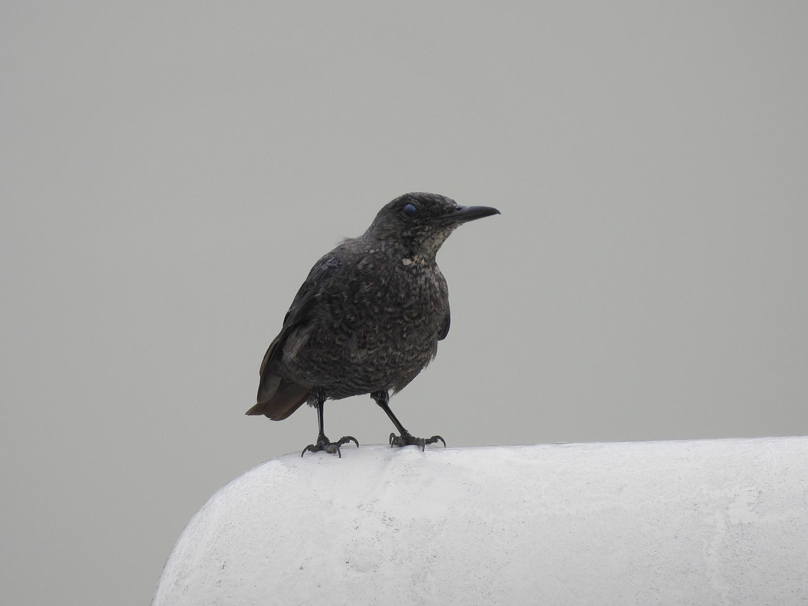 イソヒヨドリ幼鳥右向き