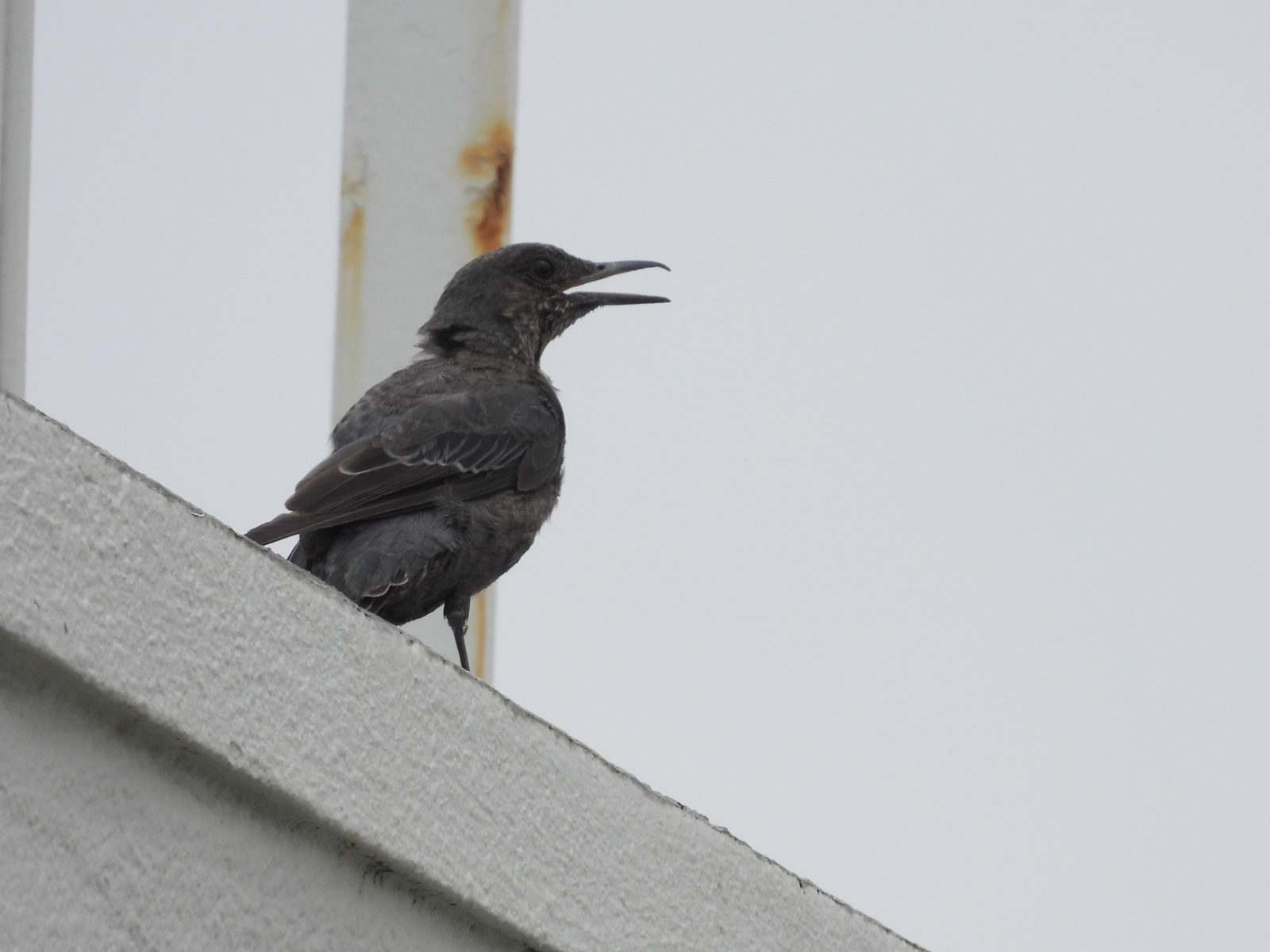 イソヒヨドリ幼鳥右向き