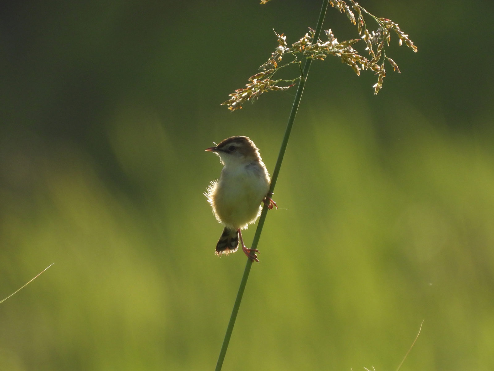 セッカ縦留まり