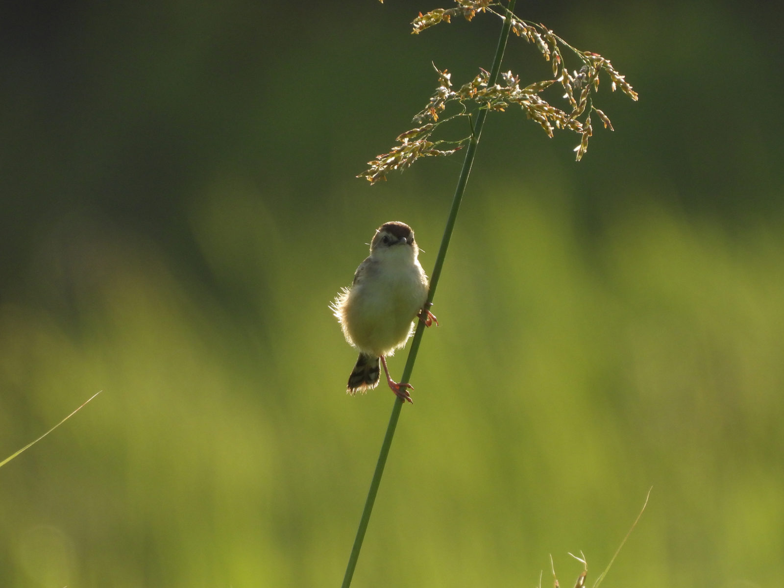 セッカ縦留まり