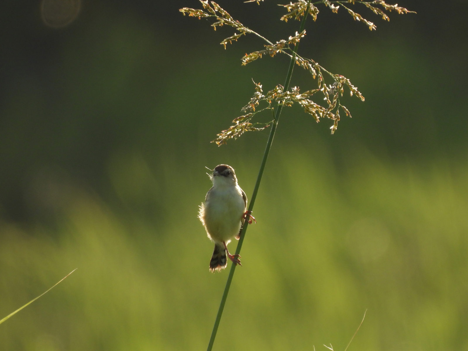 セッカ縦留まりノートリミング