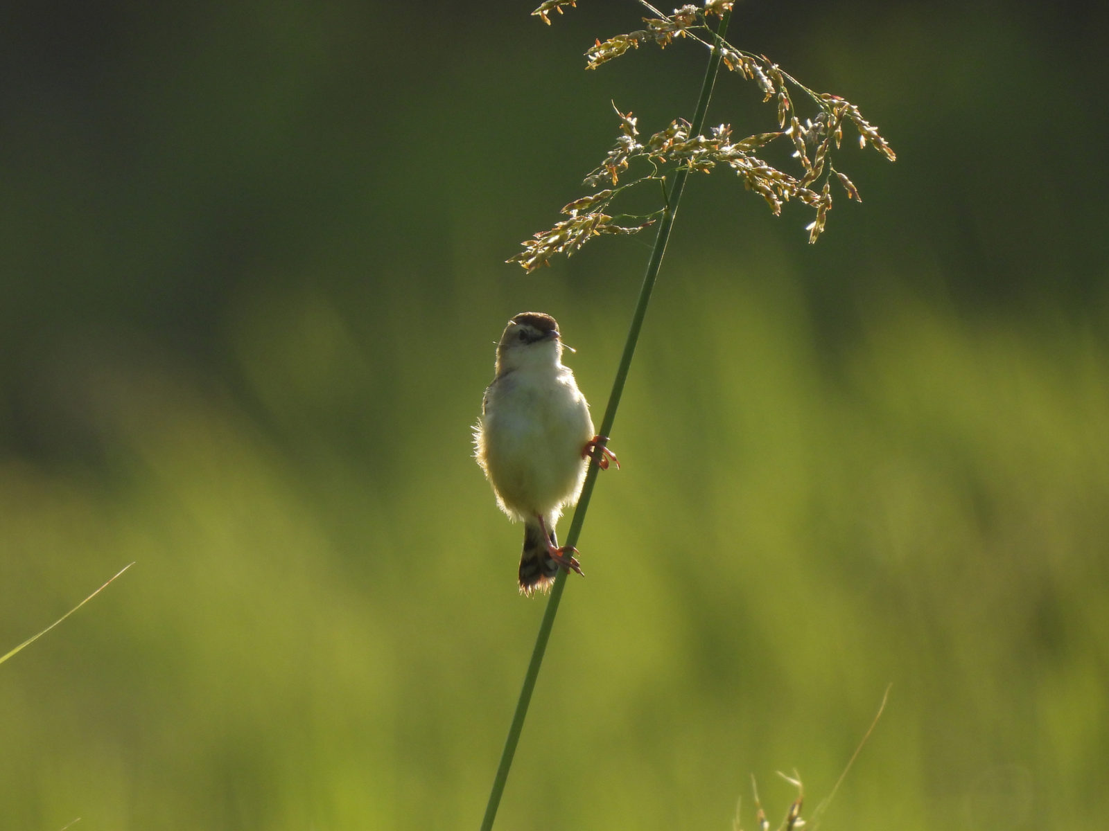セッカ縦留まり