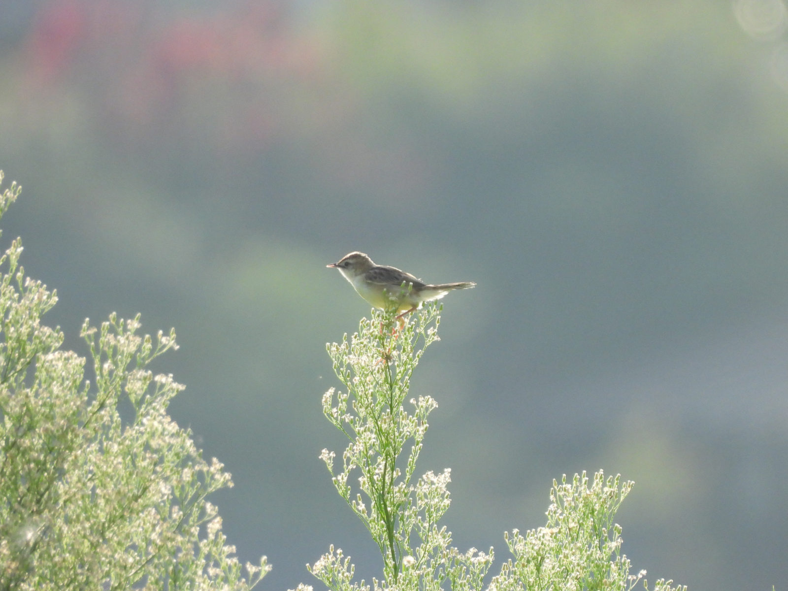 セッカ草止まり