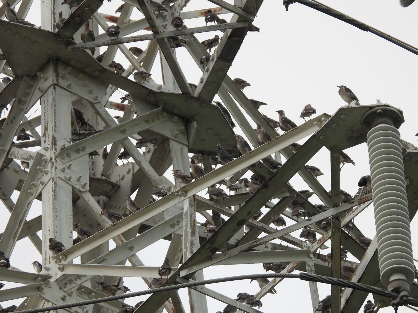 ムクドリの中にコムクドリ