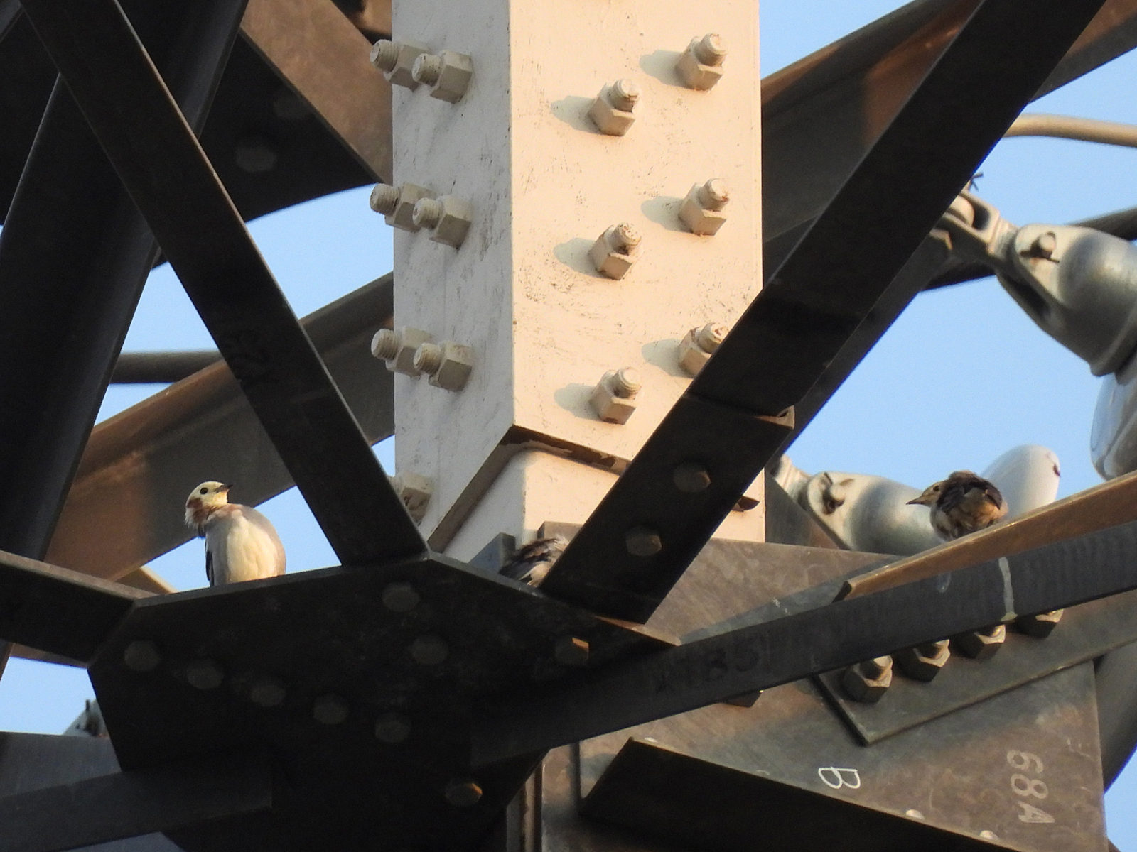 コムクドリ雌雄