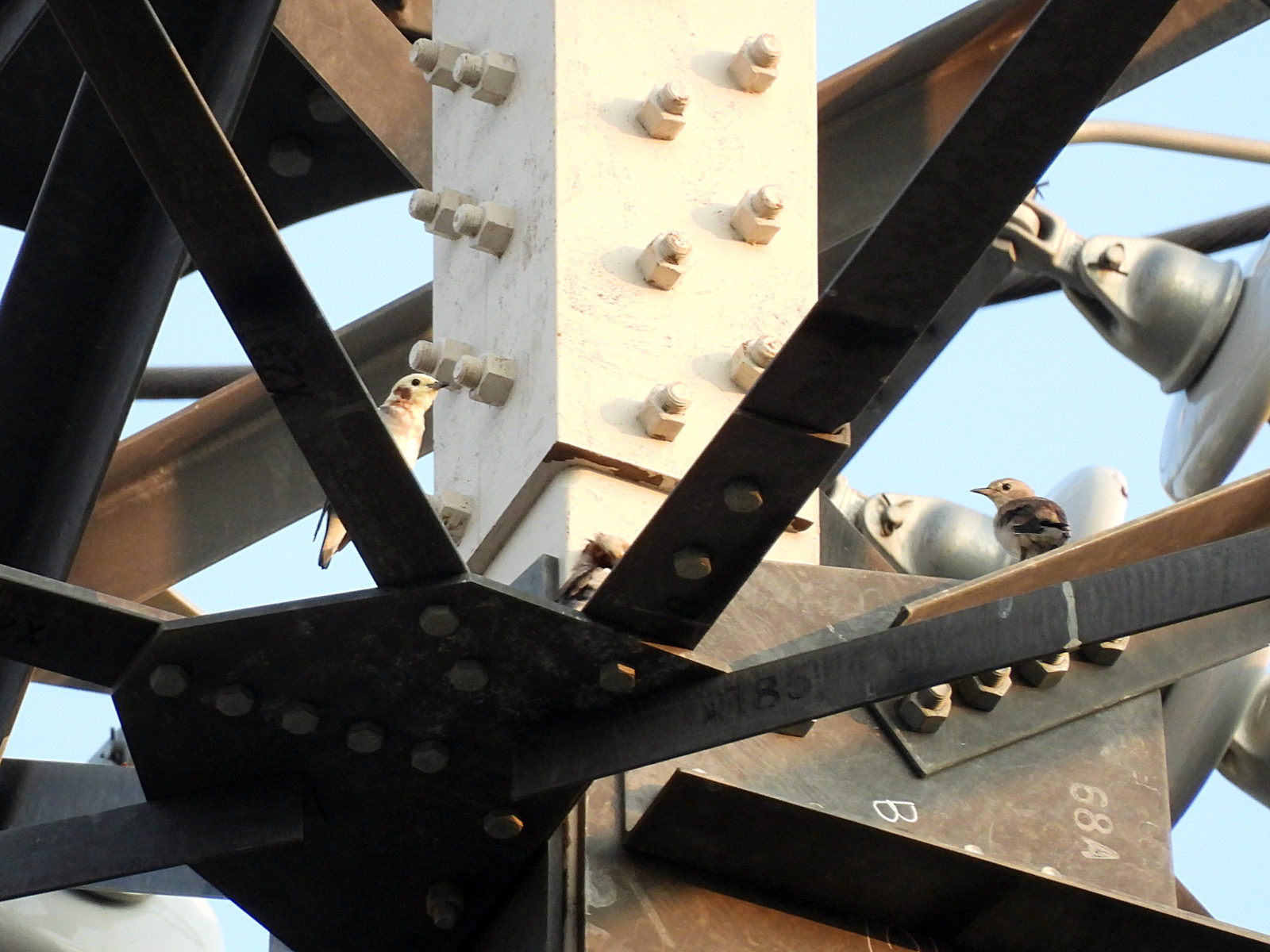 コムクドリ雌雄