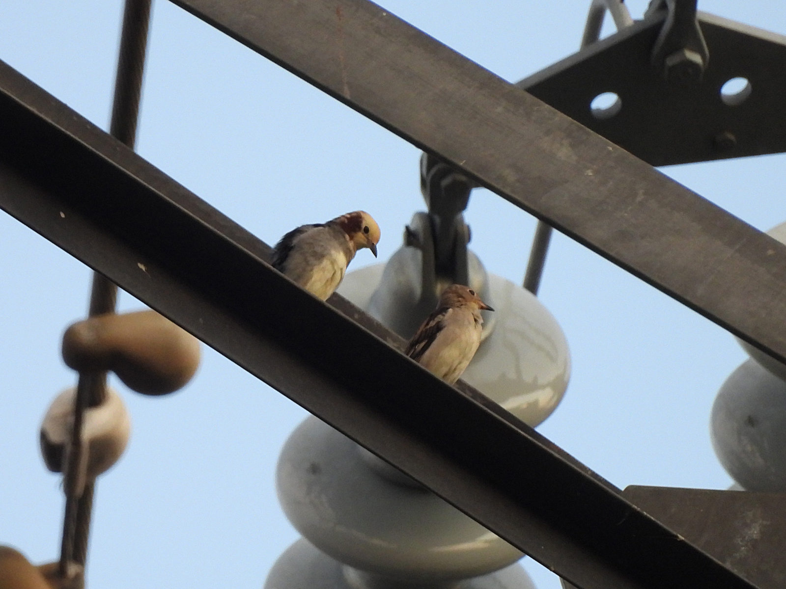 コムクドリ雌雄