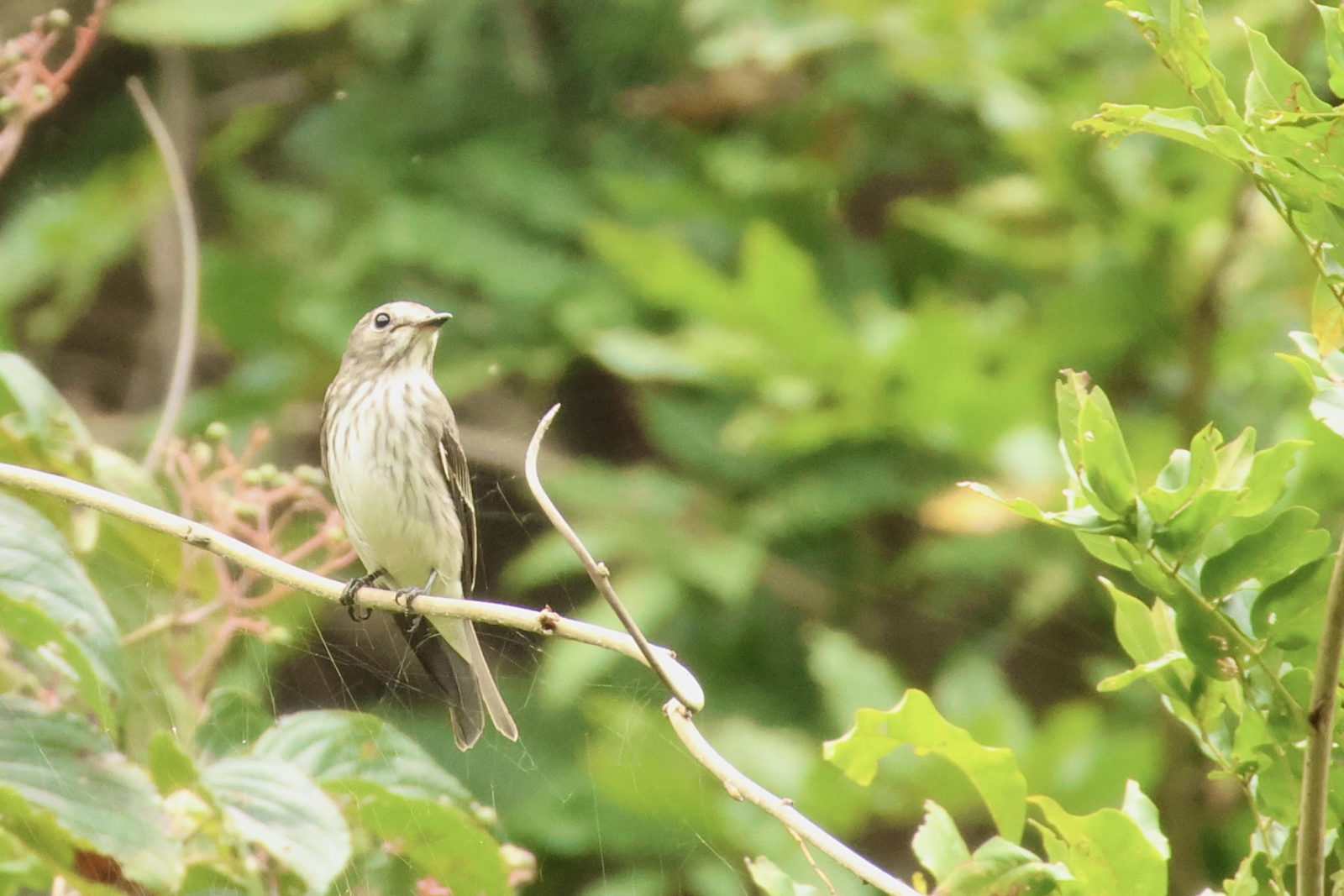 エゾビタキ1