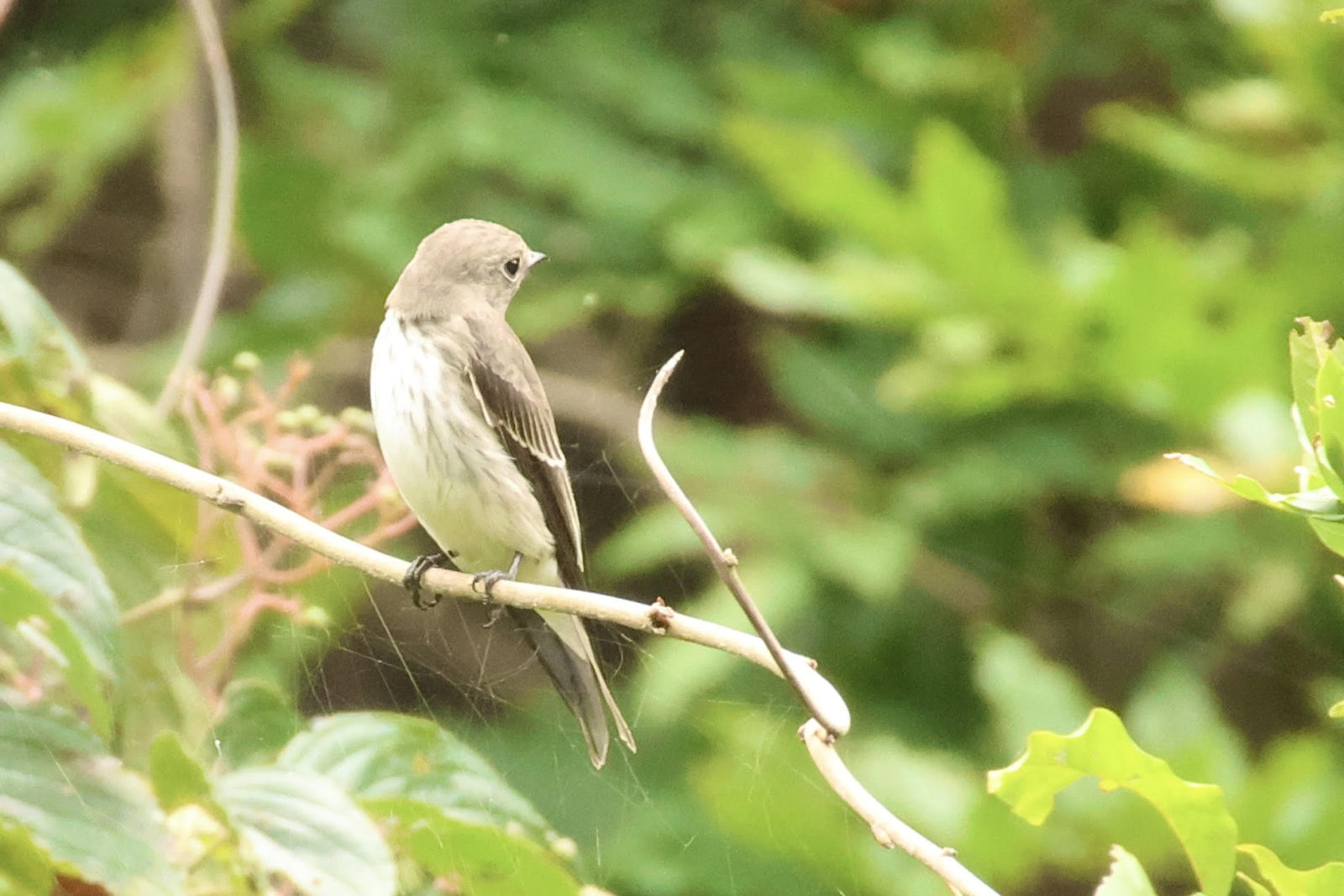 エゾビタキ６