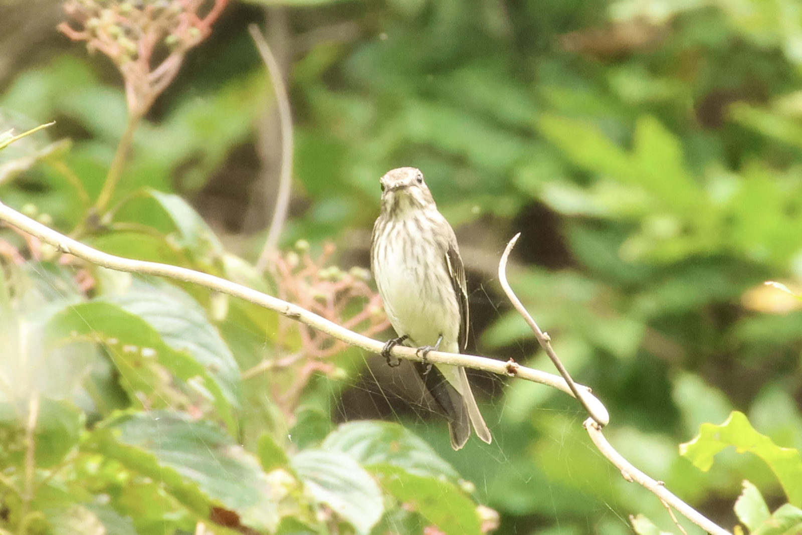 エゾビタキ４