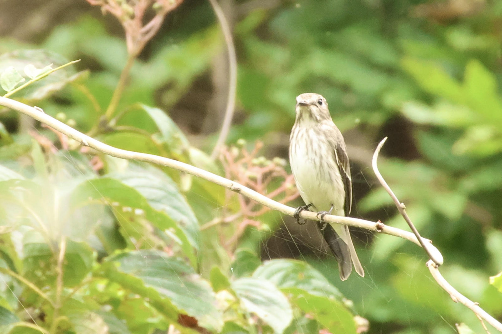 エゾビタキ５