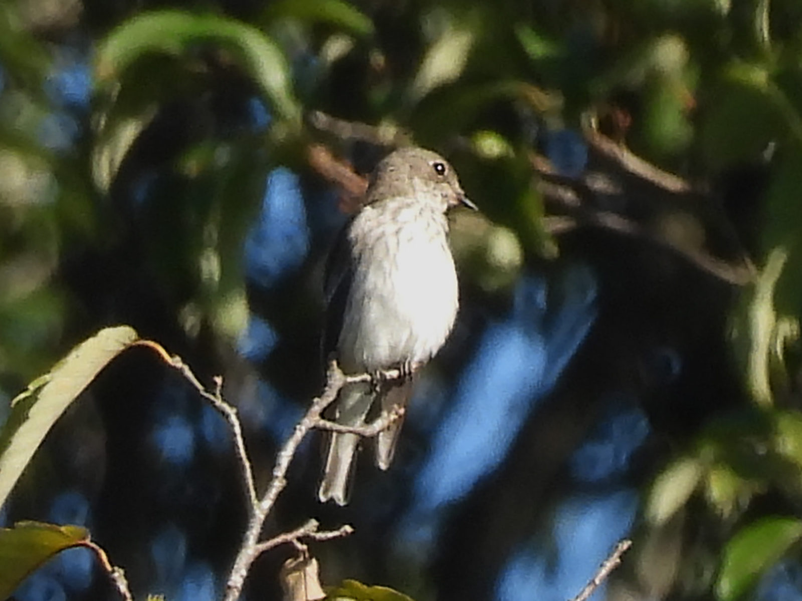 エゾビタキトリミングアップ