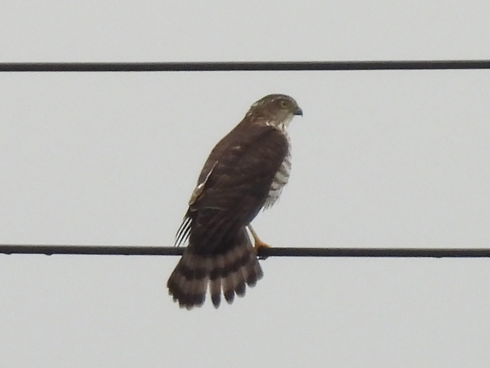 ツミ幼鳥アップ