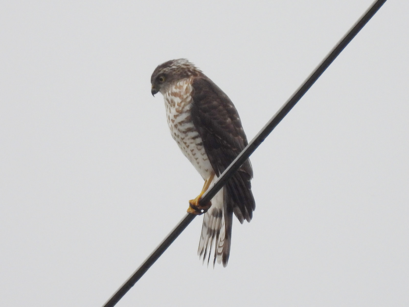 ツミ幼鳥アップ