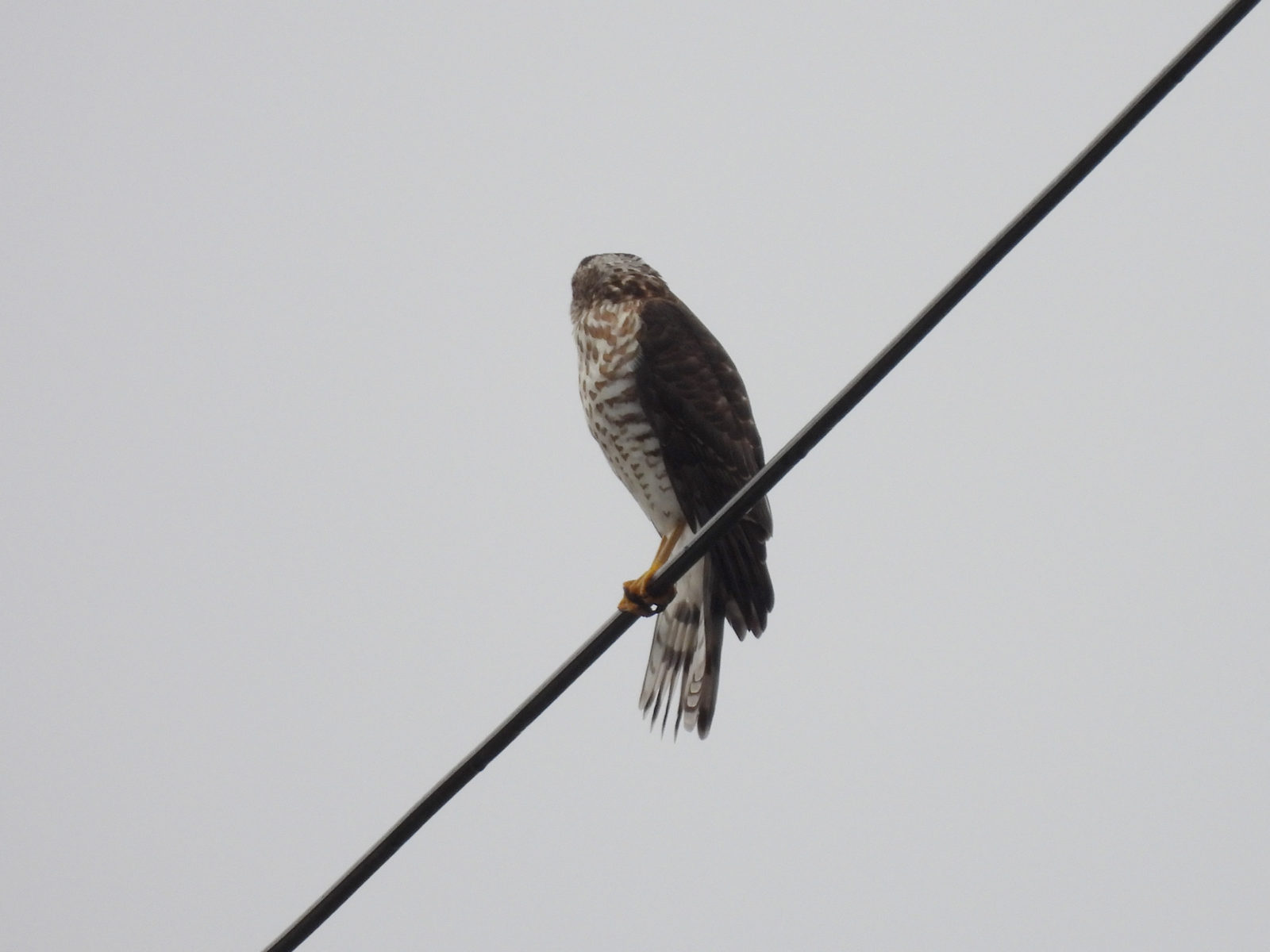 ツミ幼鳥後ろ向き