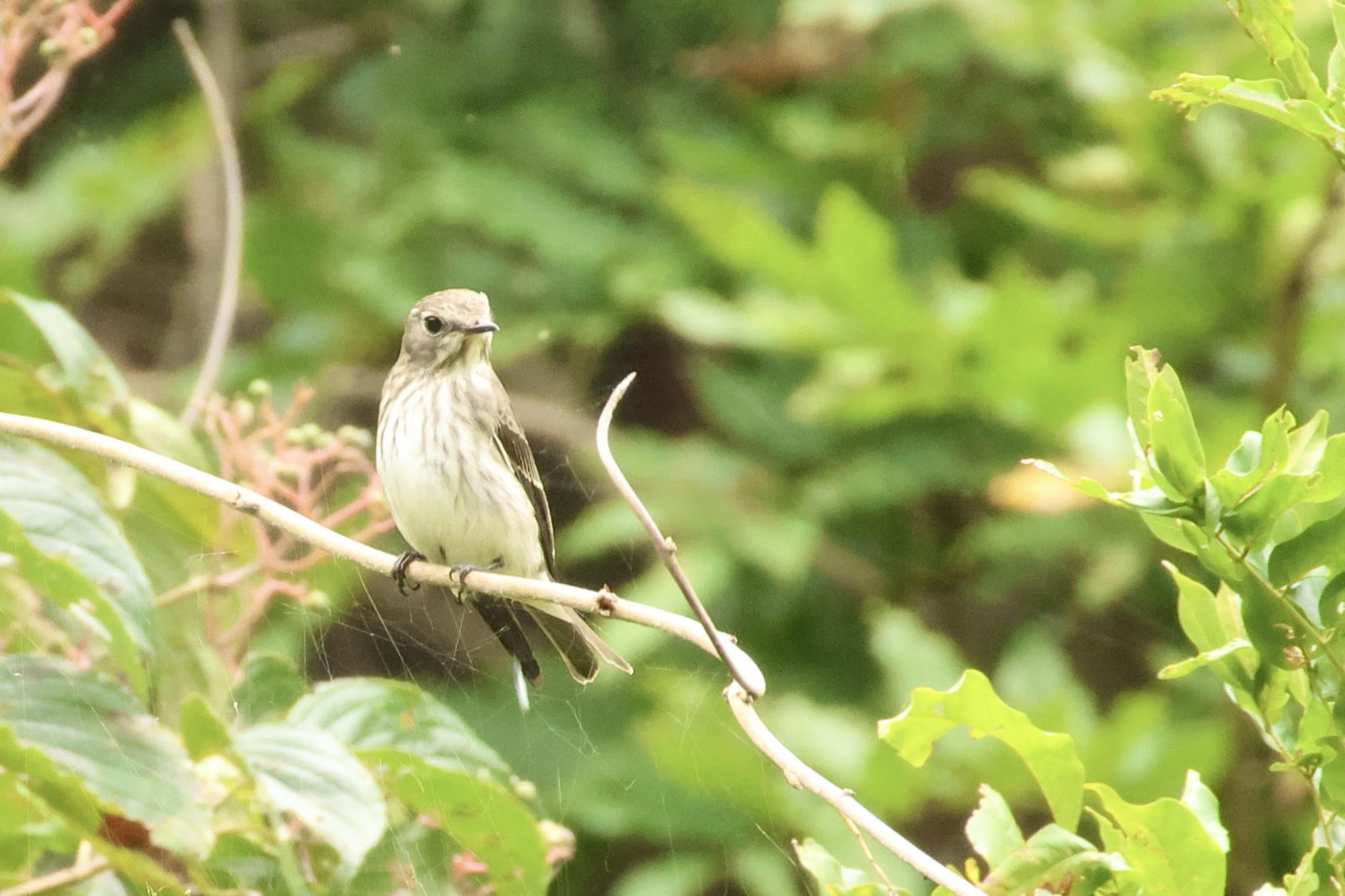 エゾビタキ2