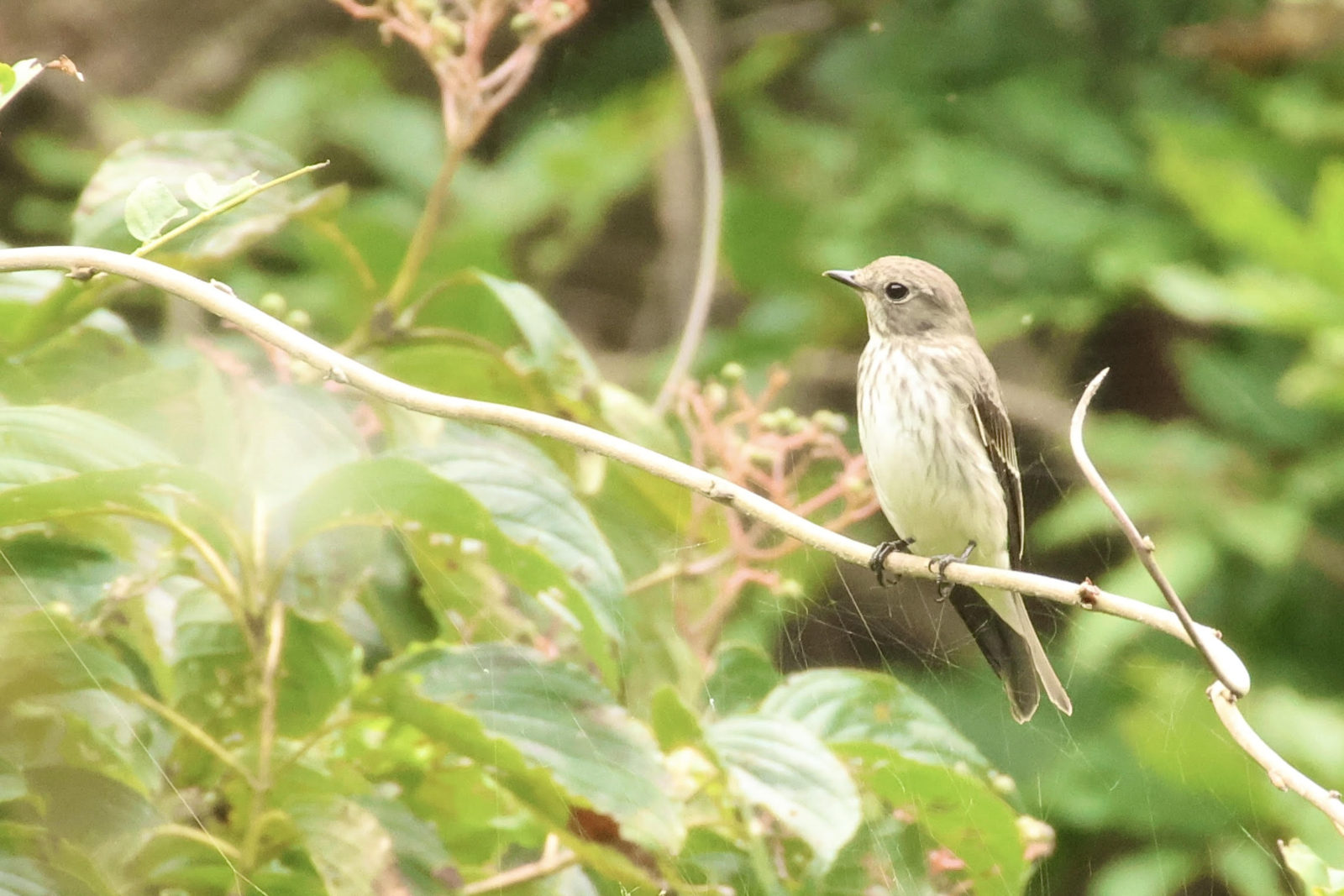 エゾビタキ3