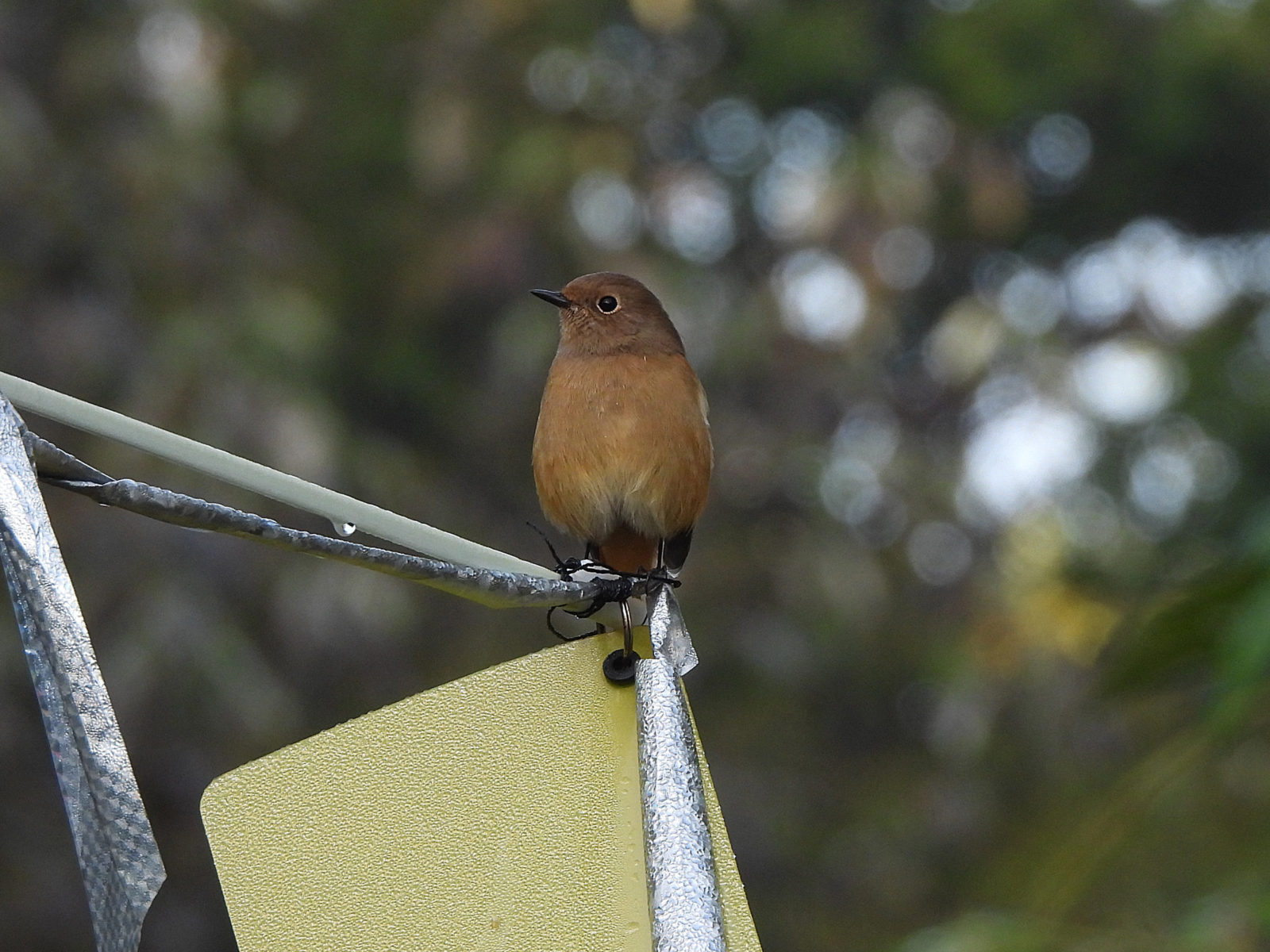 ジョウビタキ雌アップ