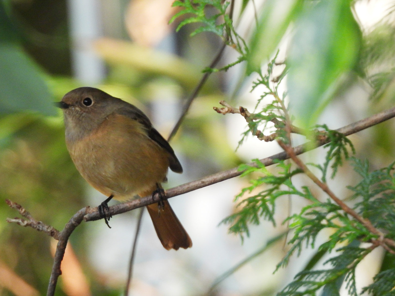 ジョウビタキ雌ピンぼけ