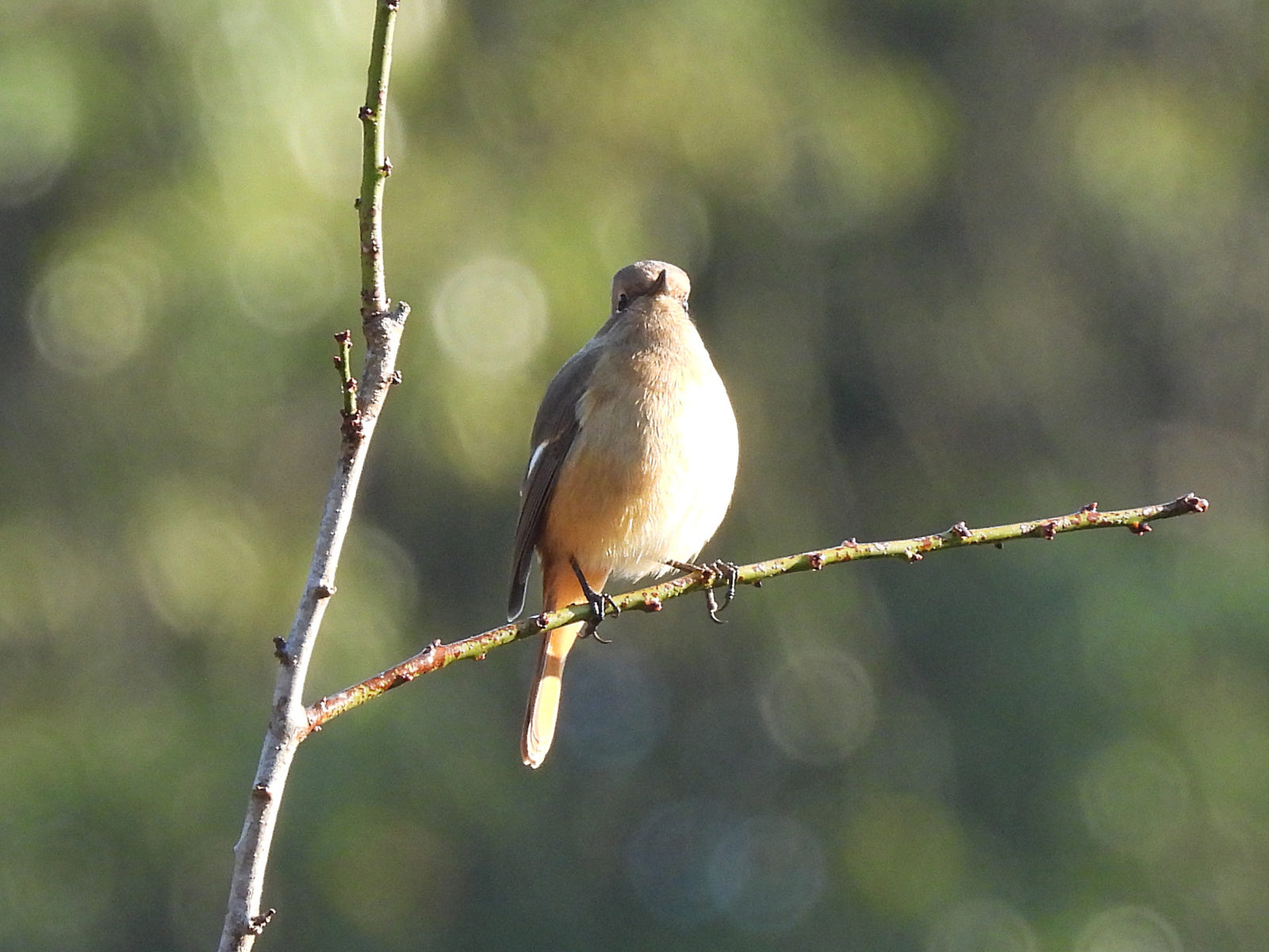 ジョウビタキ雌上向き