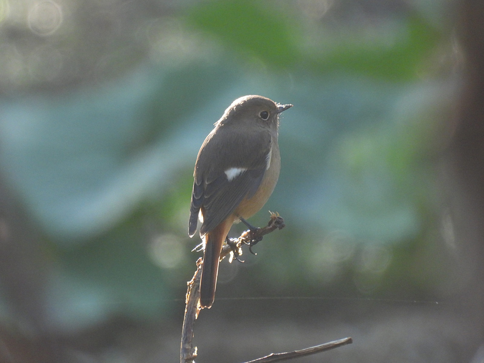 ジョウビタキ雌逆光