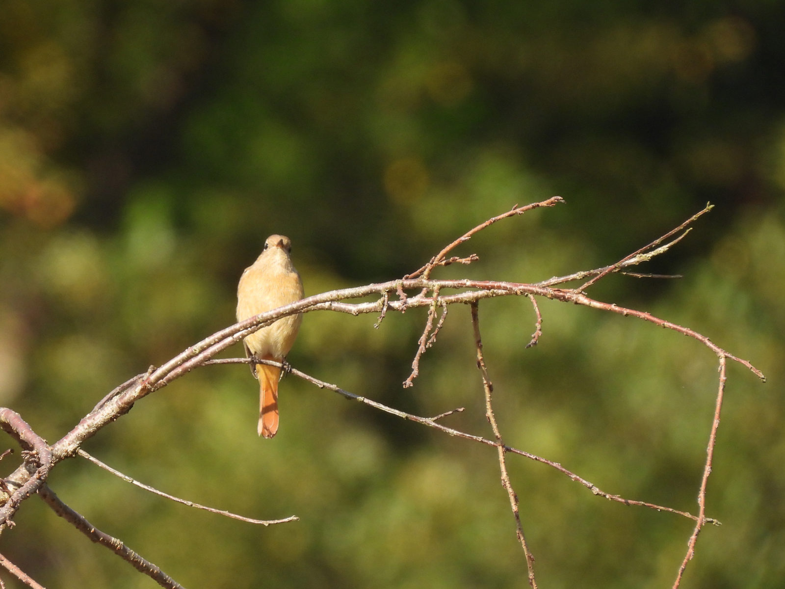 ジョウビタキ雌正面