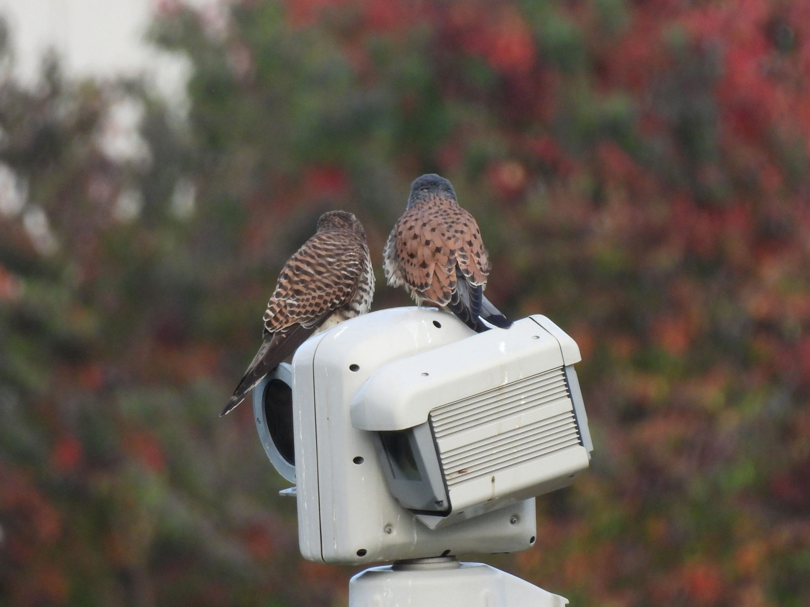 チョウゲンボウ雌雄後ろ姿
