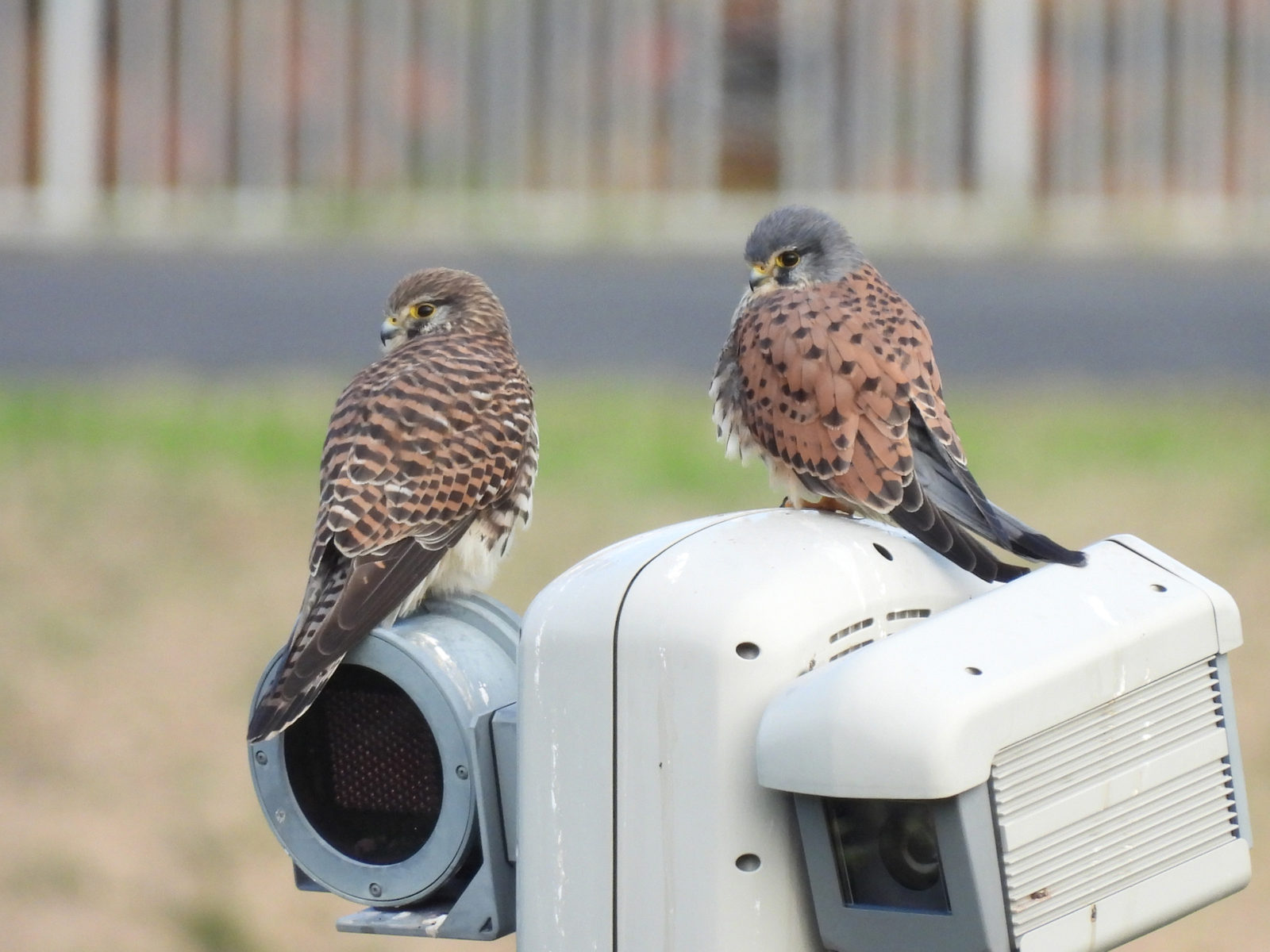 チョウゲンボウ雌雄