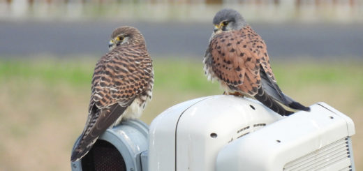 チョウゲンボウ雌雄
