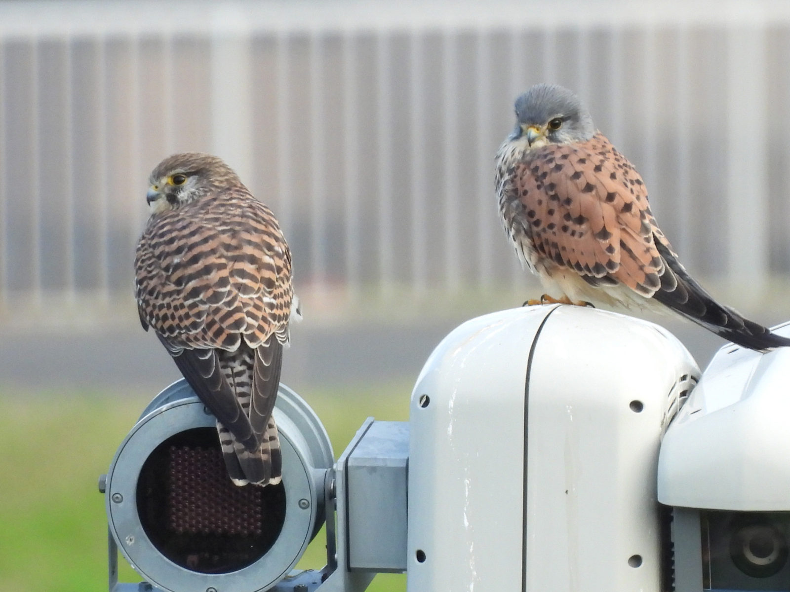 チョウゲンボウ雌雄
