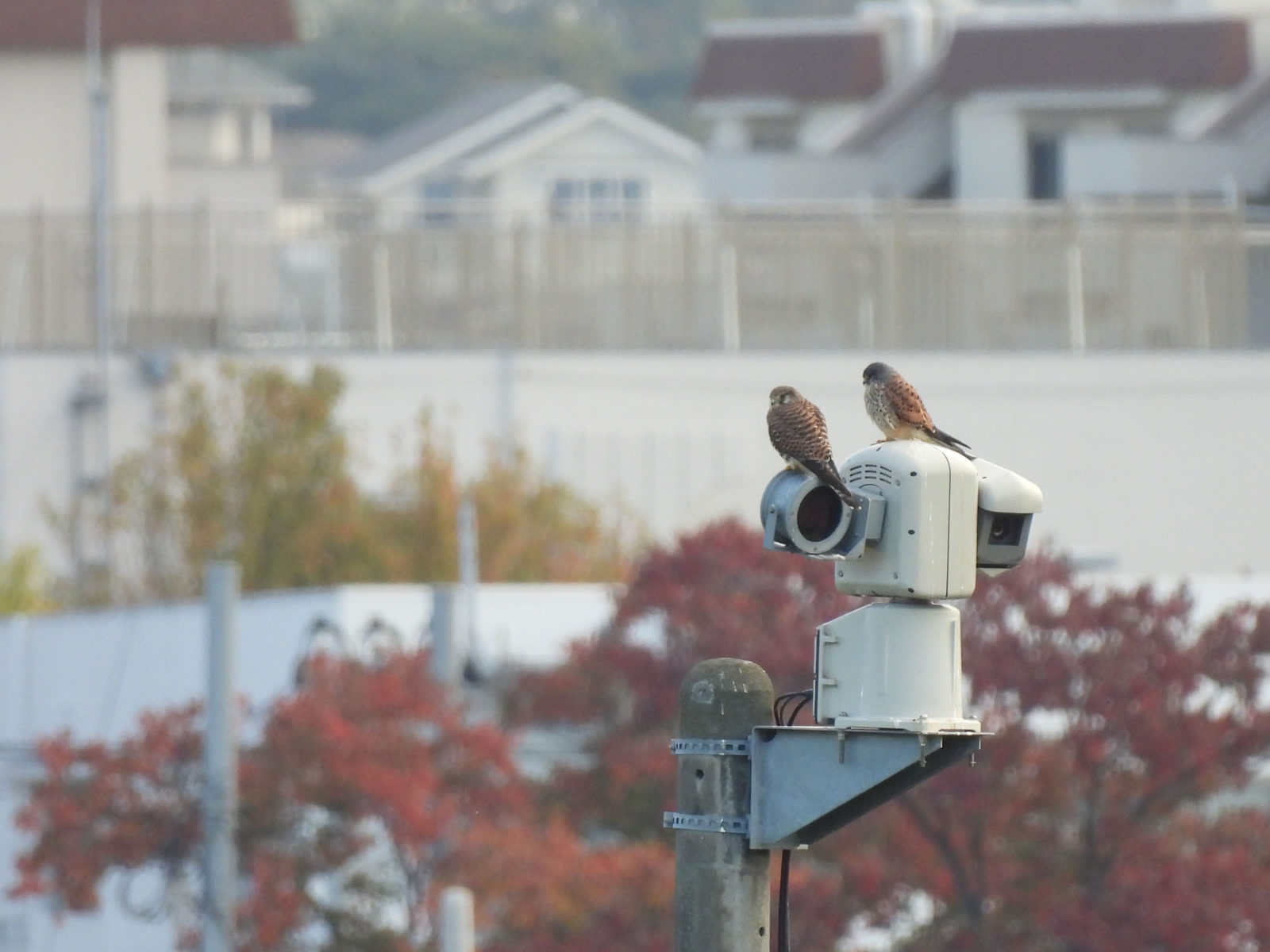 チョウゲンボウ雌雄