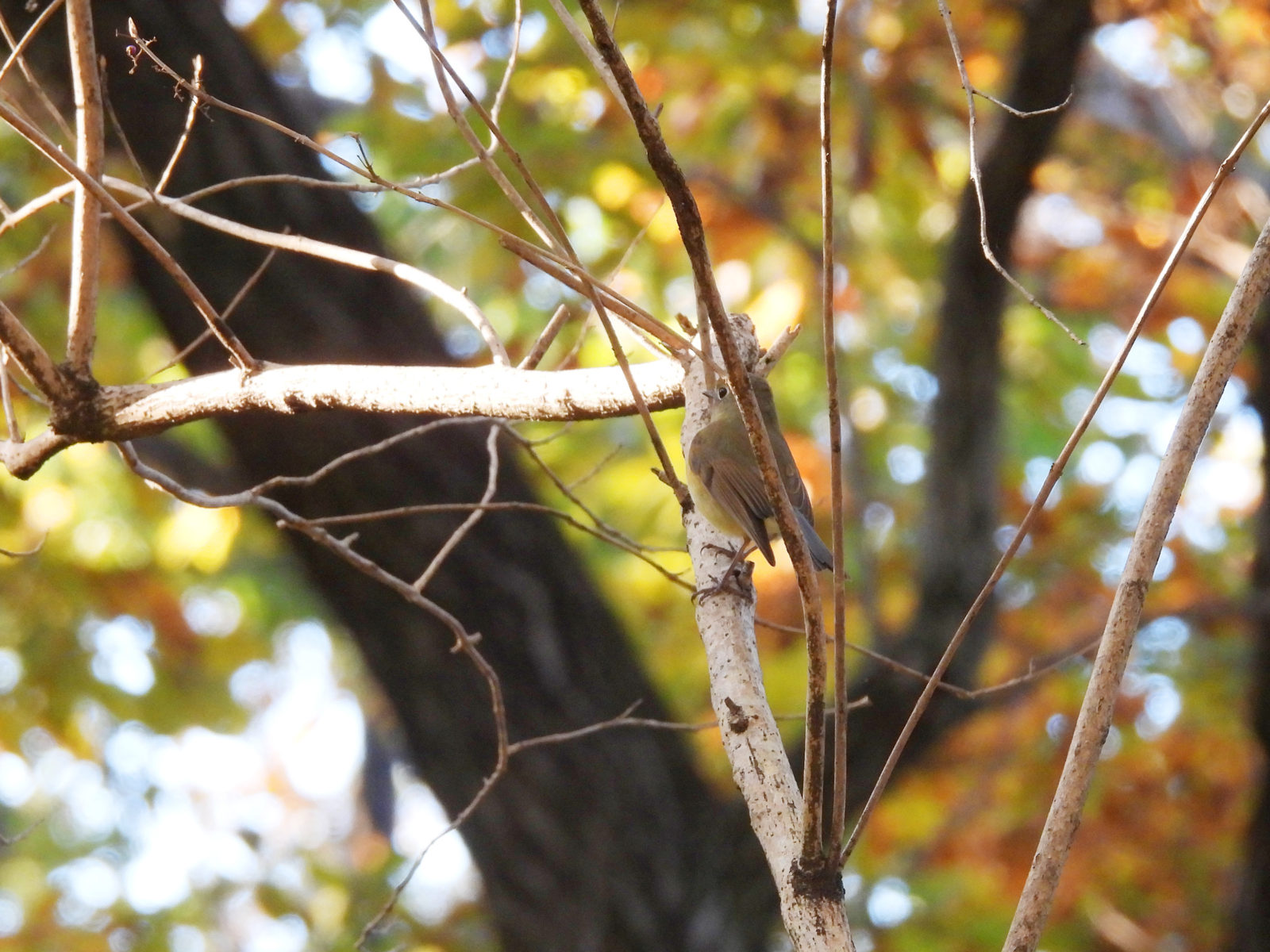 寺家のルリビタキ雌