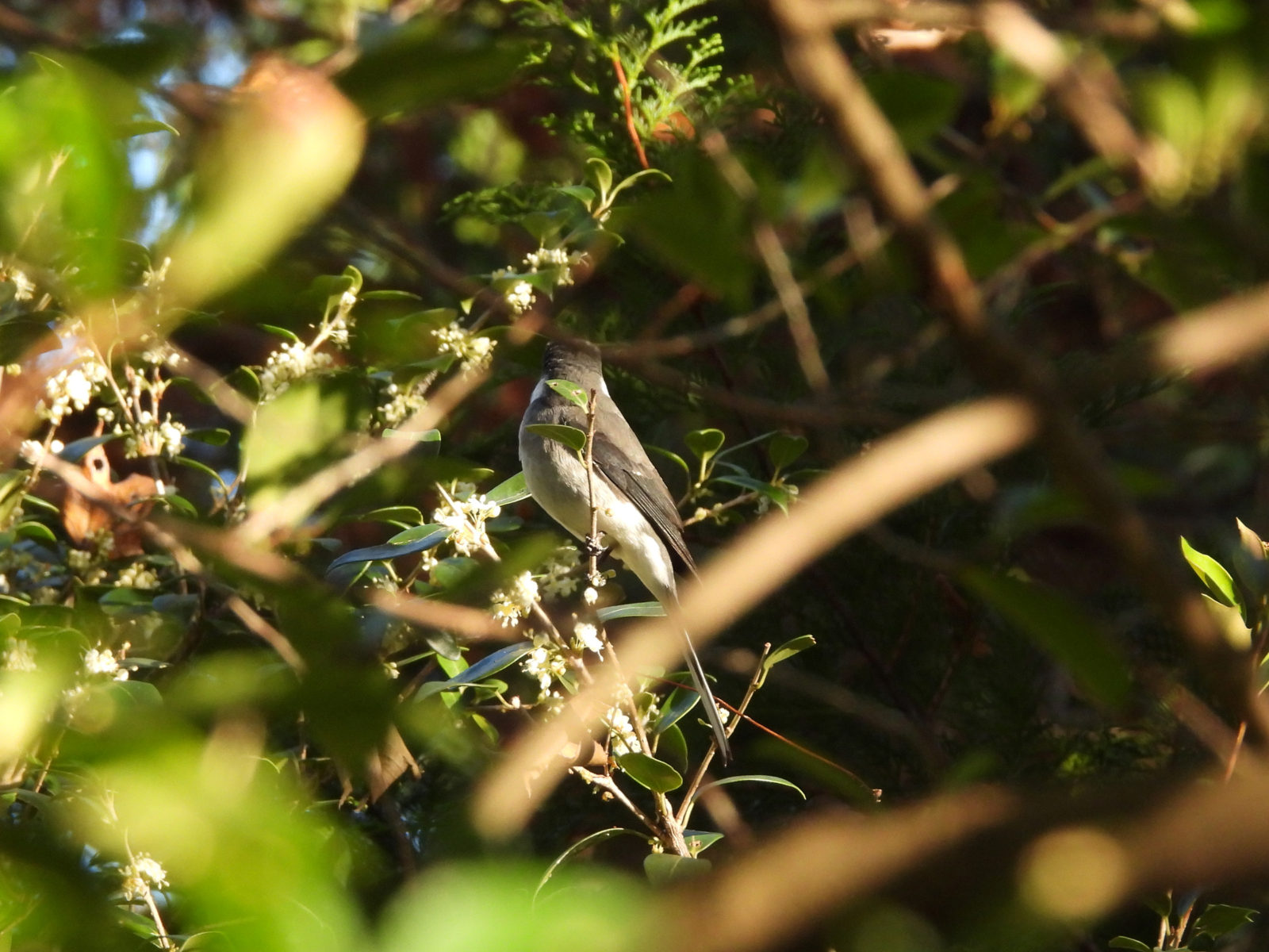 サンショウクイ後ろ向き