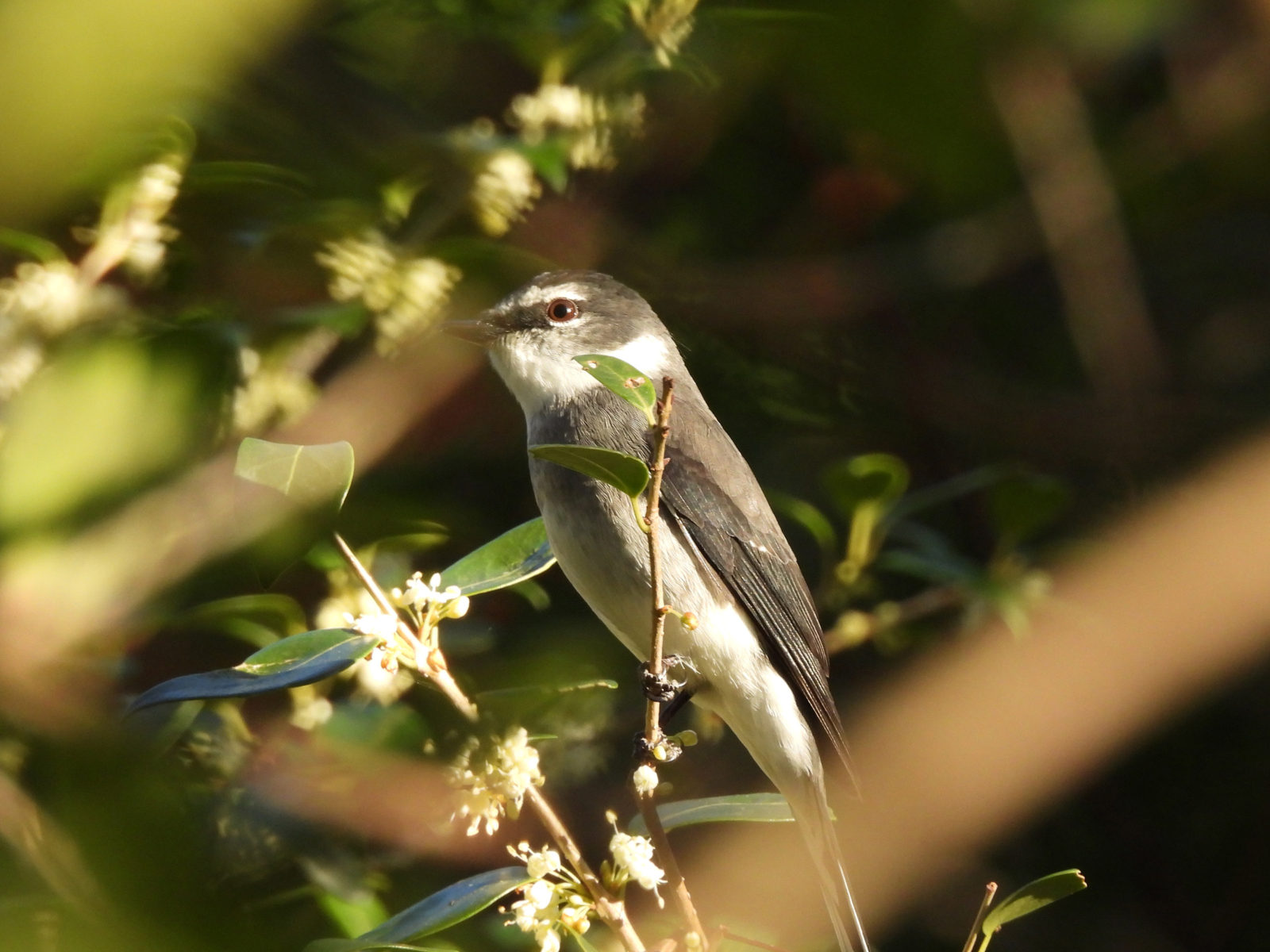 サンショウクイメイン