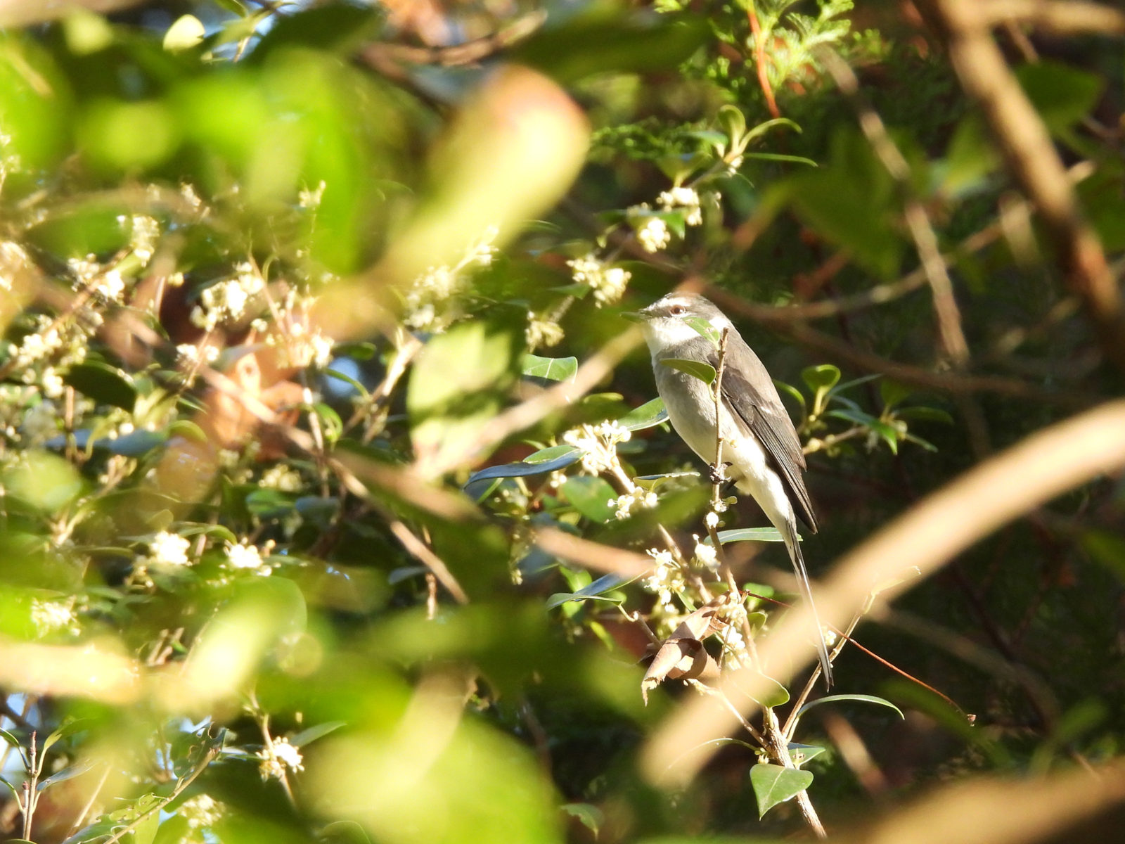 サンショウクイメイン