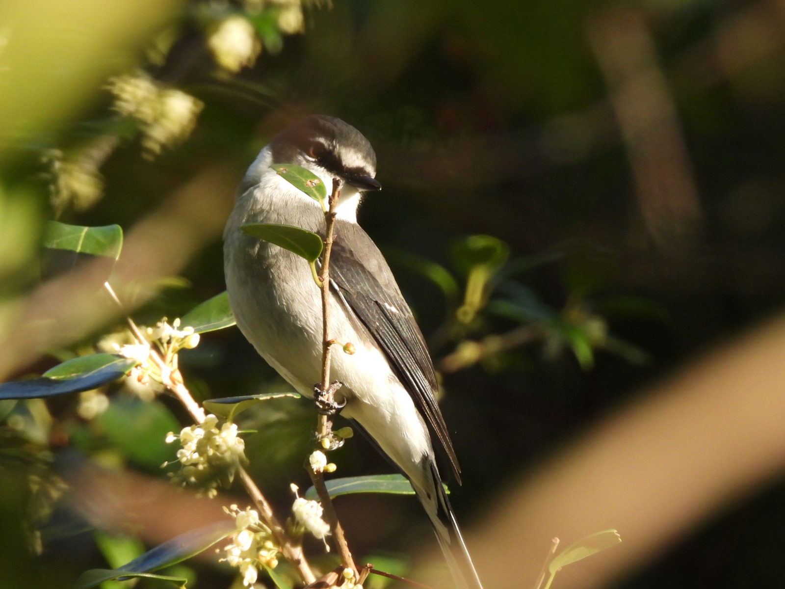 サンショウクイ