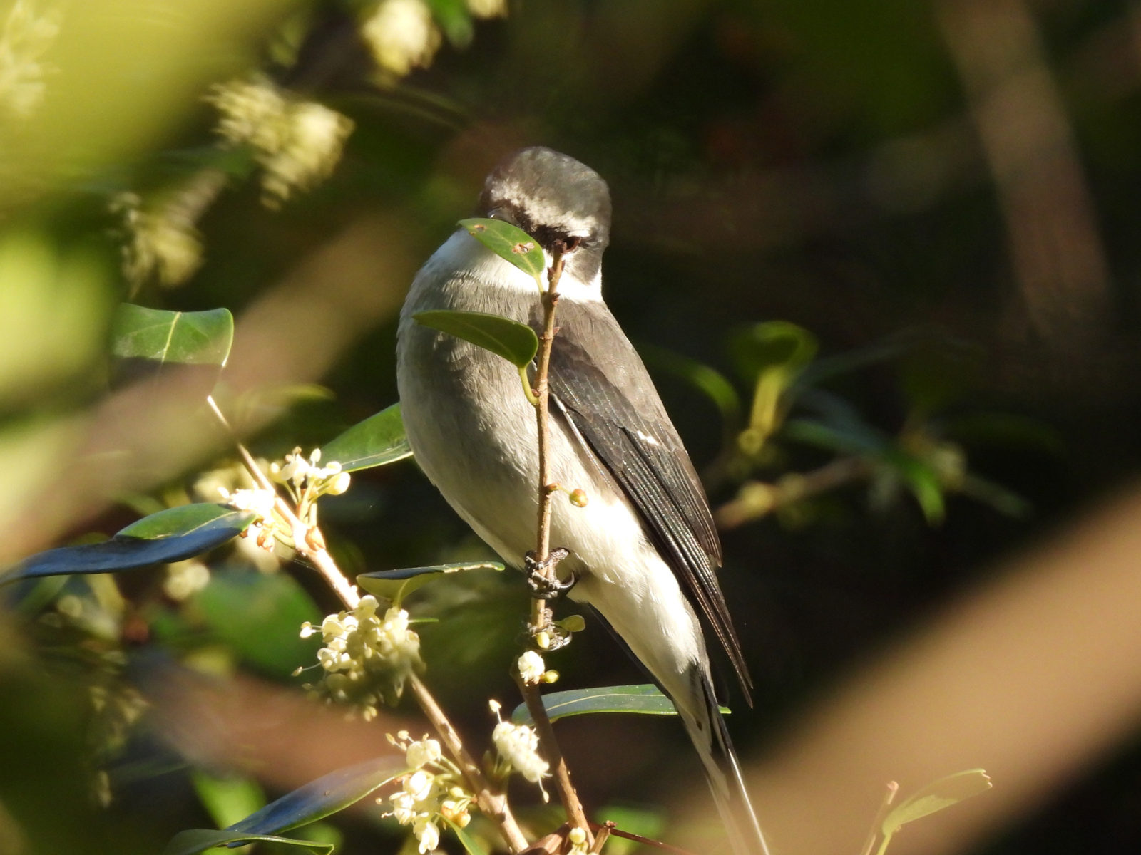サンショウクイ