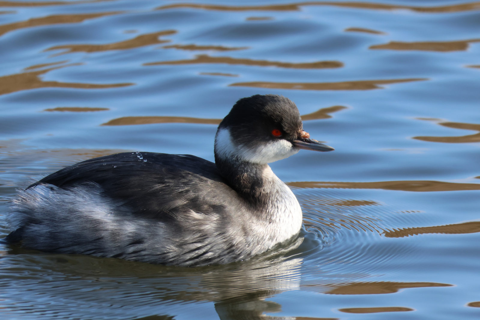 ハジロカイツブリ右