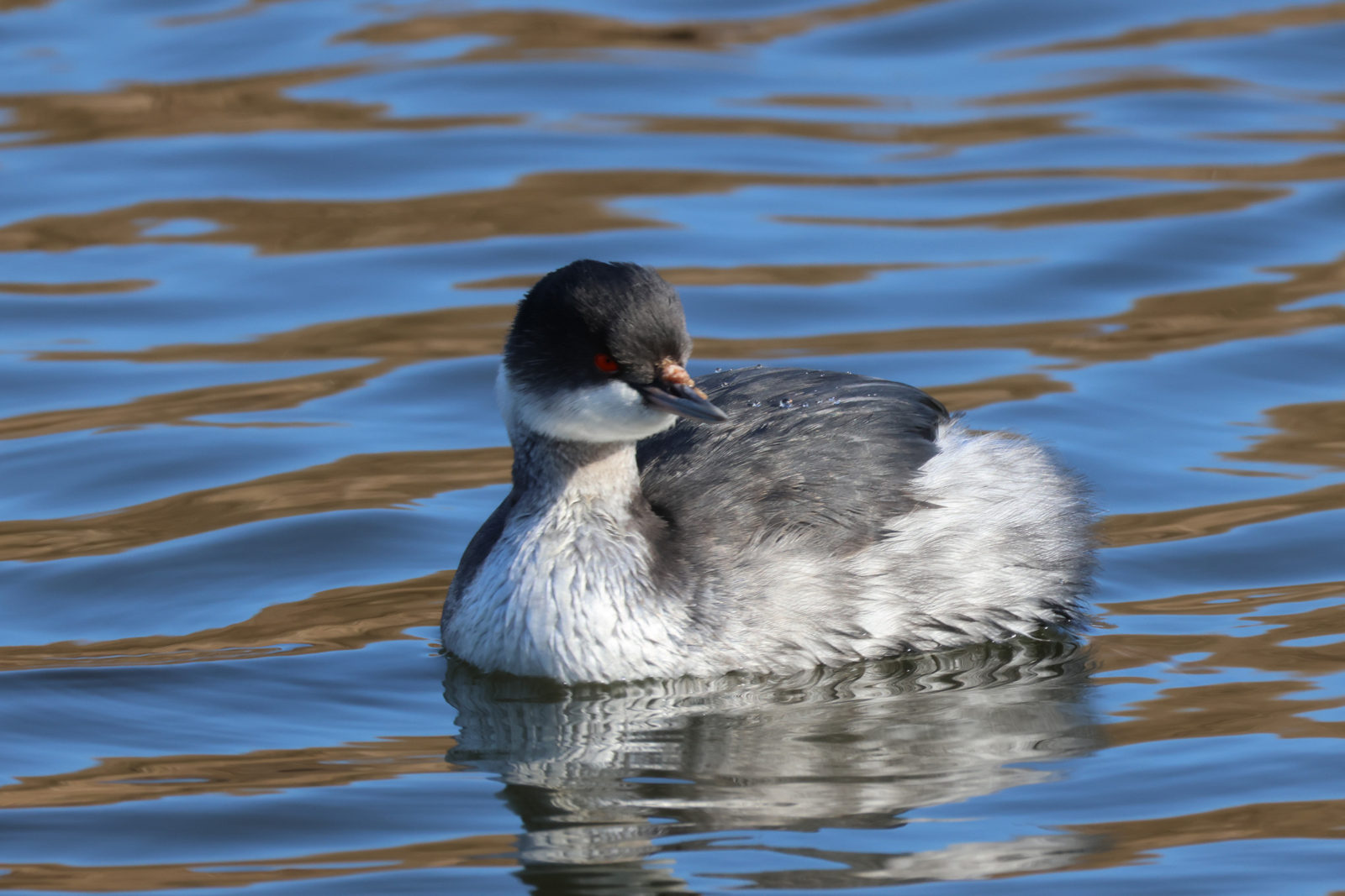 ハジロカイツブリ