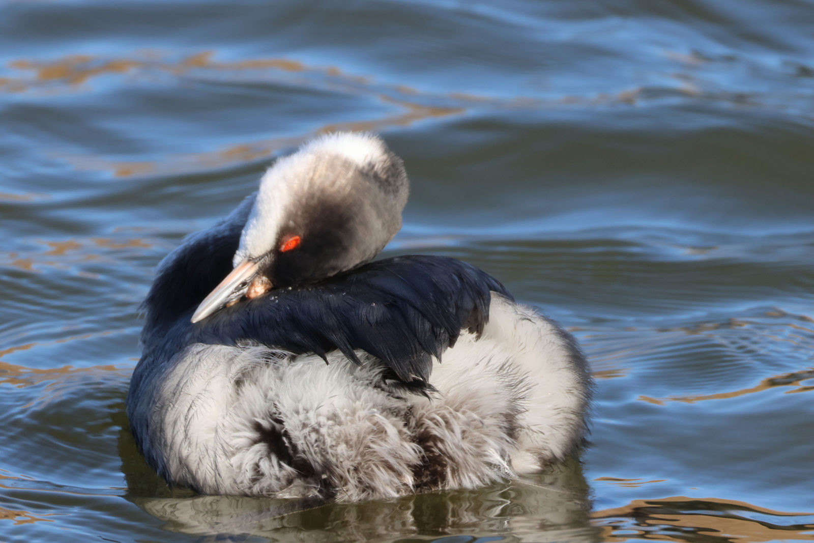 ハジロカイツブリかゆそう？