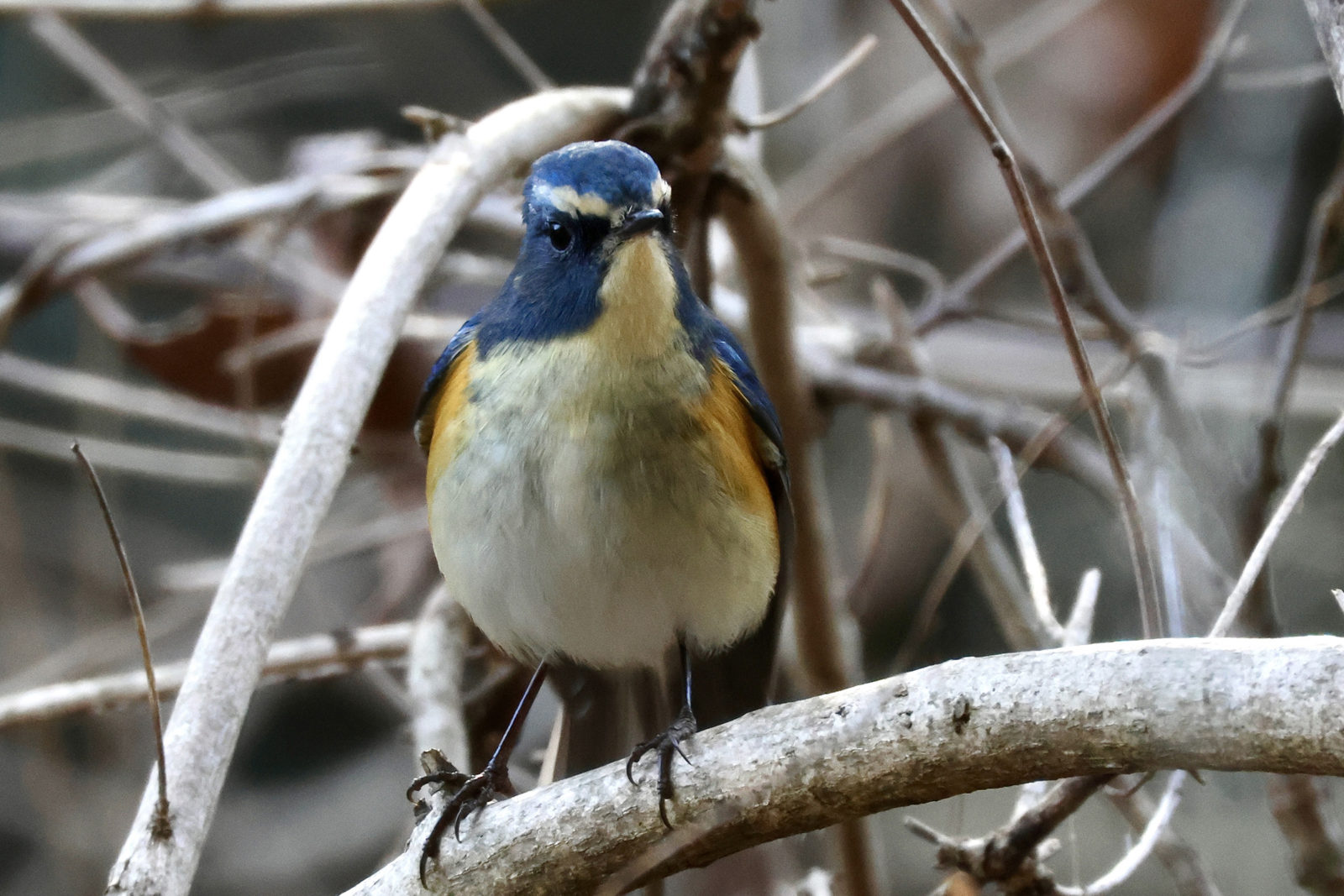 ルリビタキ雄正面