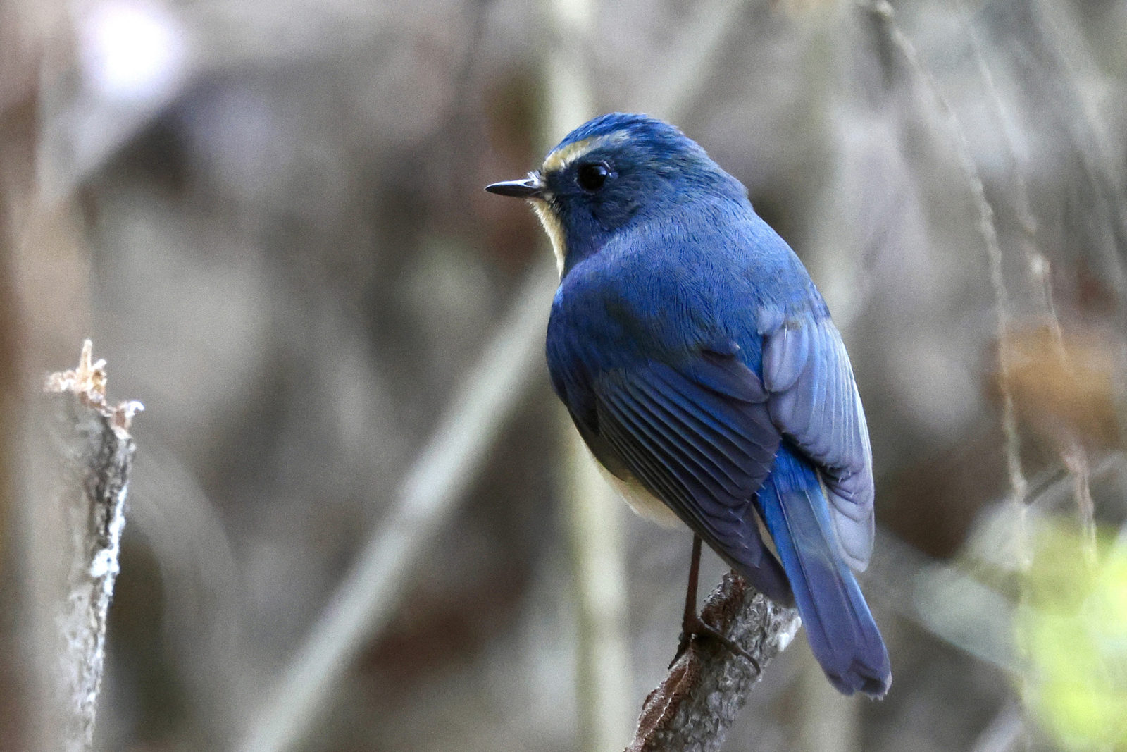 ルリビタキ雄背中